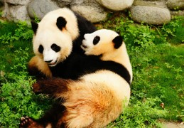 熊猫下载下载，熊猫下载免收费下载安装