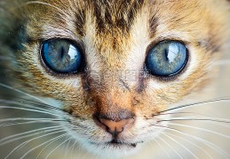 猫眼电影ipad版下载，猫眼电影ipad版免收费下载安装