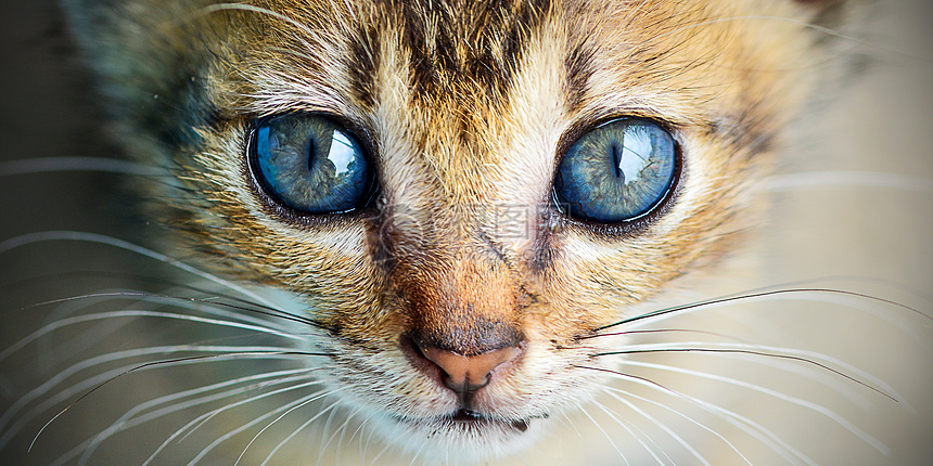 猫眼电影ipad版下载,猫眼电影ipad版免收费下载安装